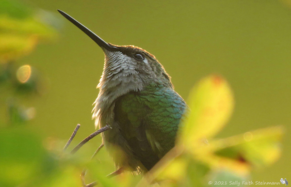 Ruby-throated Hummingbird of Cape Cod