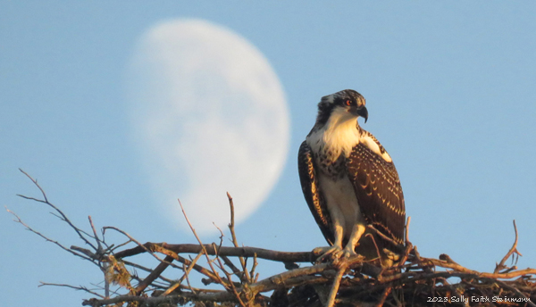 Osprey chick beside a Cape Cod moon...