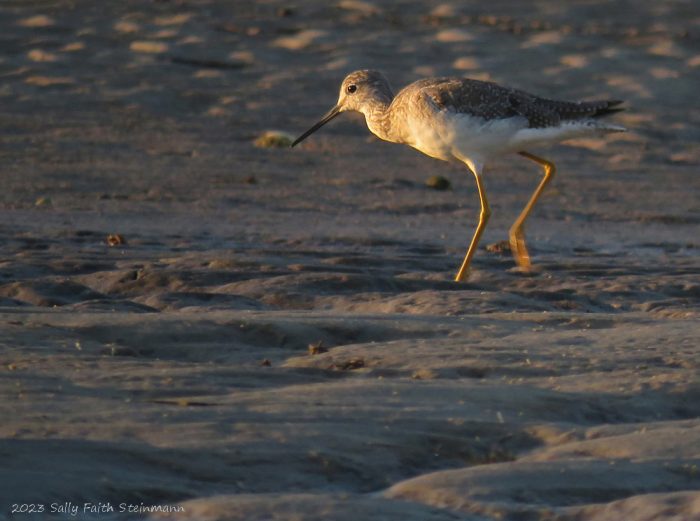 Greater Yellowlegs at sunrise on the flats of Cape Cod