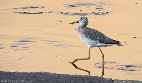 Greater Yellowlegs, Cape Cod - photo by Sally Faith Steinmann
