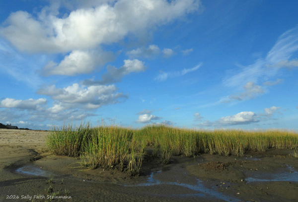Boat Meadow salt marsh, Cape Cod