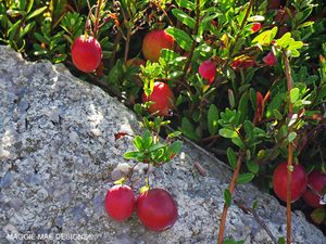 Cranberries in Harwich, Cape Cod