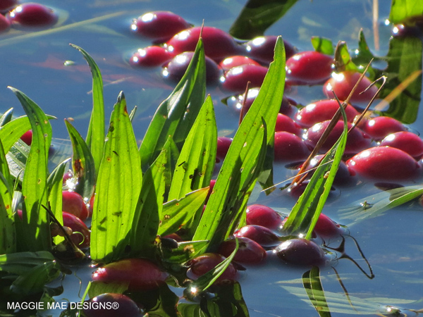 Cape Cod cranberries that inspired the creation of "The Berry" fascinator by MAGGIE MAE DESIGNS!