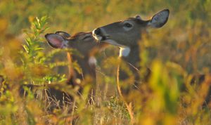 The wildlife of Cape Cod, just one of the many inspirations behind Sally Faith Steinmann's new chapeau creations!