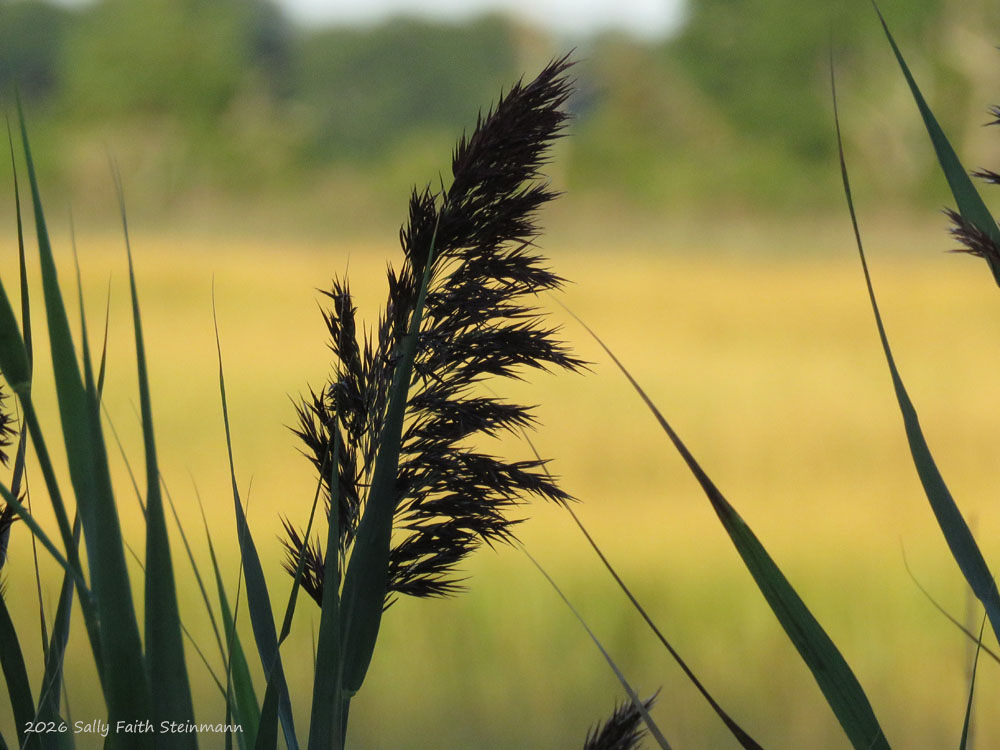 Common Reed, Cape Cod saltmarsh