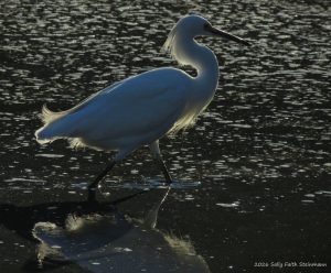 Snowy Egret, preparing for fall migration on Cape Cod