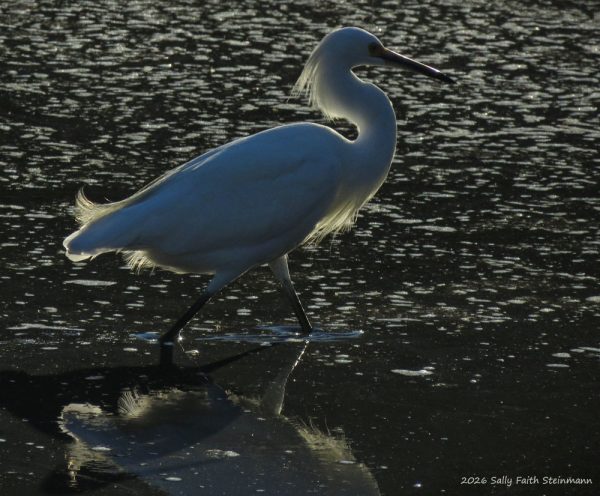 Snowy Egret, preparing for fall migration on Cape Cod 