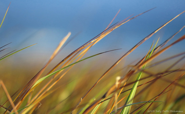 Spartina grass, Cape Cod