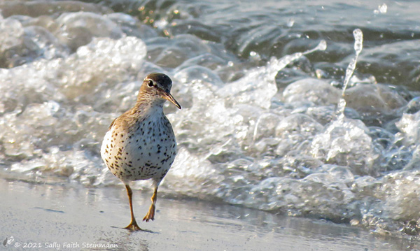 Spotted Sandpiper foraging along the Cape Cod coastline