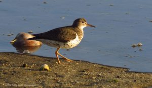 Spotted Sandpiper, a familiar Cape Cod bird that nests near saltmarshes and coastlines.