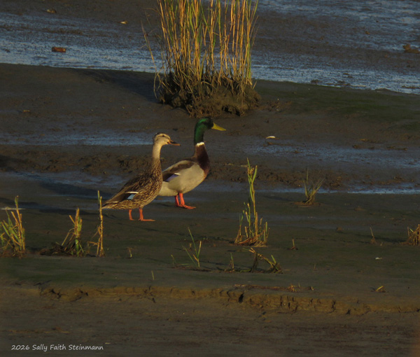 Some feathered friends, a Mallard pair and a small flock of Semipalmated Plovers and Least Sandpipers joined us for the saltmarsh sunrise. 