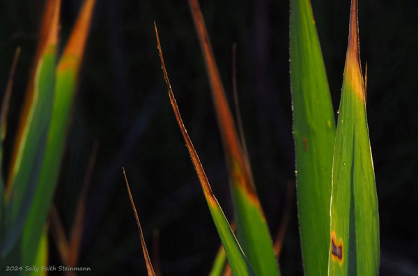Spartina Grass on Cape Cod, in autumn colors!