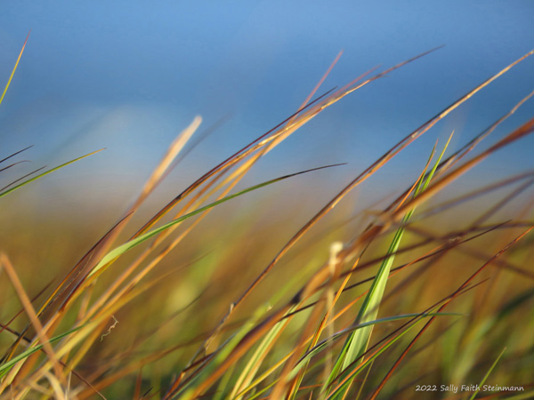 Spartina grass, superpower and our Cape Cod environment's best friend!
