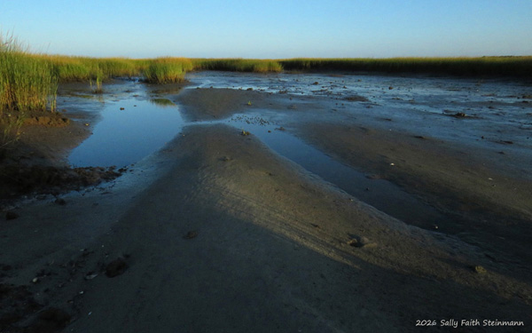 A gentle sunrise tide moves into the Cape Cod saltmarsh, reaching inland from the open sea.