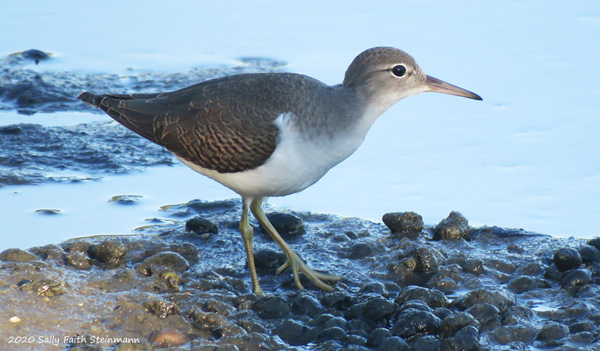 A juvenile Spotted Sandpiper shows no spots on its chest yet, and yellow legs.