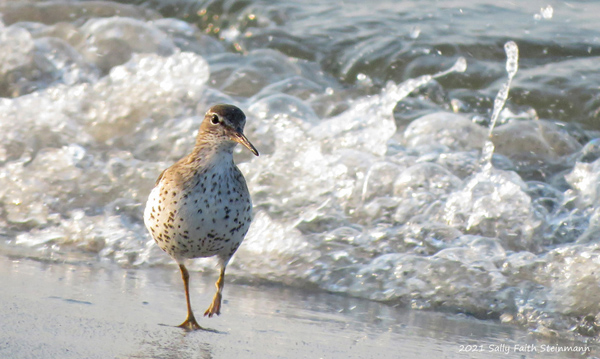 Spotted Sandpipers migrate through Cape Cod every year.