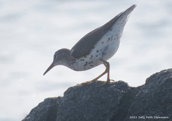 Spotted Sandpiper bird's characteristic bobbing motion when foraging, always seeming to be leaning forward.
