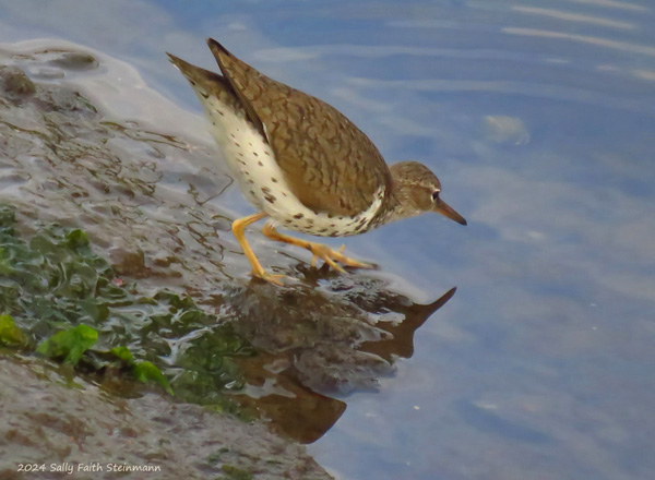 The Spotted Sandpiper